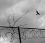 Razor wire profile picture