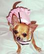 Nacho & Tiffanys Dog Clothing profile picture