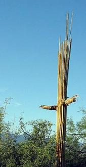 saguarocentral