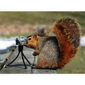 Secret Squirrel Super Spy: Better than 007 profile picture