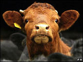 brown cow for peace profile picture