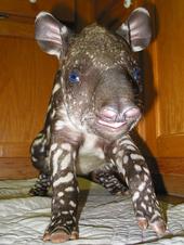 apocalypto_tapir