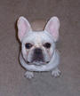 Ghost The Frenchie profile picture