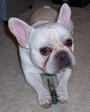 Ghost The Frenchie profile picture