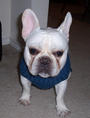 Ghost The Frenchie profile picture