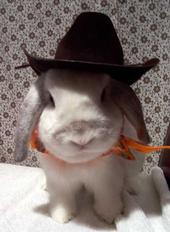 bunny-bunny profile picture