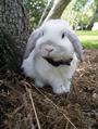 bunny-bunny profile picture