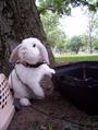 bunny-bunny profile picture