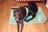 Cooper and Tyty~ RIP Dokken profile picture