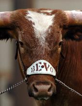 Sunrise Studly, AKA BEVO XIV profile picture