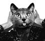 La Chatte (DJ) profile picture