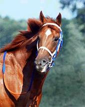 Secretariat profile picture