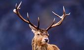 Deer Nerolis profile picture