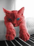 Mr. Red Cat profile picture