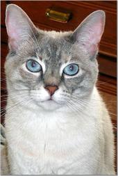 Marisa*s Cat, Minty DiCaprio profile picture
