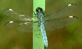 getdragonfly