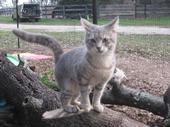 Haven Acres Cat Sanctuary, Inc. profile picture