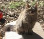 Haven Acres Cat Sanctuary, Inc. profile picture