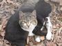 Haven Acres Cat Sanctuary, Inc. profile picture