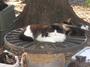 Haven Acres Cat Sanctuary, Inc. profile picture