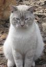 Haven Acres Cat Sanctuary, Inc. profile picture