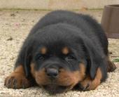 Rottie Baby!! profile picture