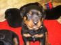 Rottie Baby!! profile picture