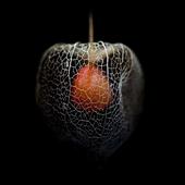 Physalis profile picture