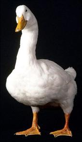 Aflac profile picture