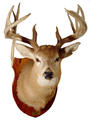 Whitetailopoly profile picture