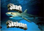 Shark Skeleton profile picture