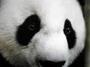 peppermintspear _panda profile picture