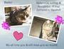 Angel of Compassion Animal Rescue profile picture