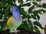 Silverparrot profile picture