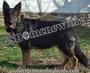 Long Coat German Shepherds profile picture