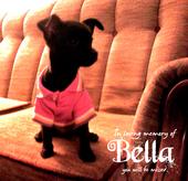 In Memory of Bella Traviesa profile picture