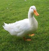 Imnotaduck profile picture