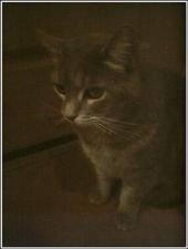 Dharma Cat profile picture