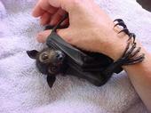 Thelma - Bat Conservation profile picture