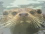 Otter profile picture