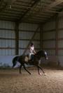 Rodden Equine Training Services profile picture