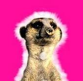 Amadeus Meerkat profile picture