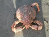 Crabby profile picture