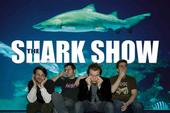 thesharkshow