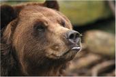 Bear profile picture