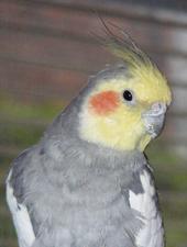 Billy The Beak 1989-2008 profile picture