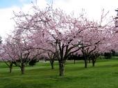 Cherry Blossom profile picture