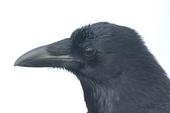 NeverMore profile picture