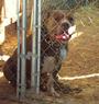 DOGGIE STYLE KENNELS profile picture