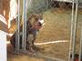 DOGGIE STYLE KENNELS profile picture